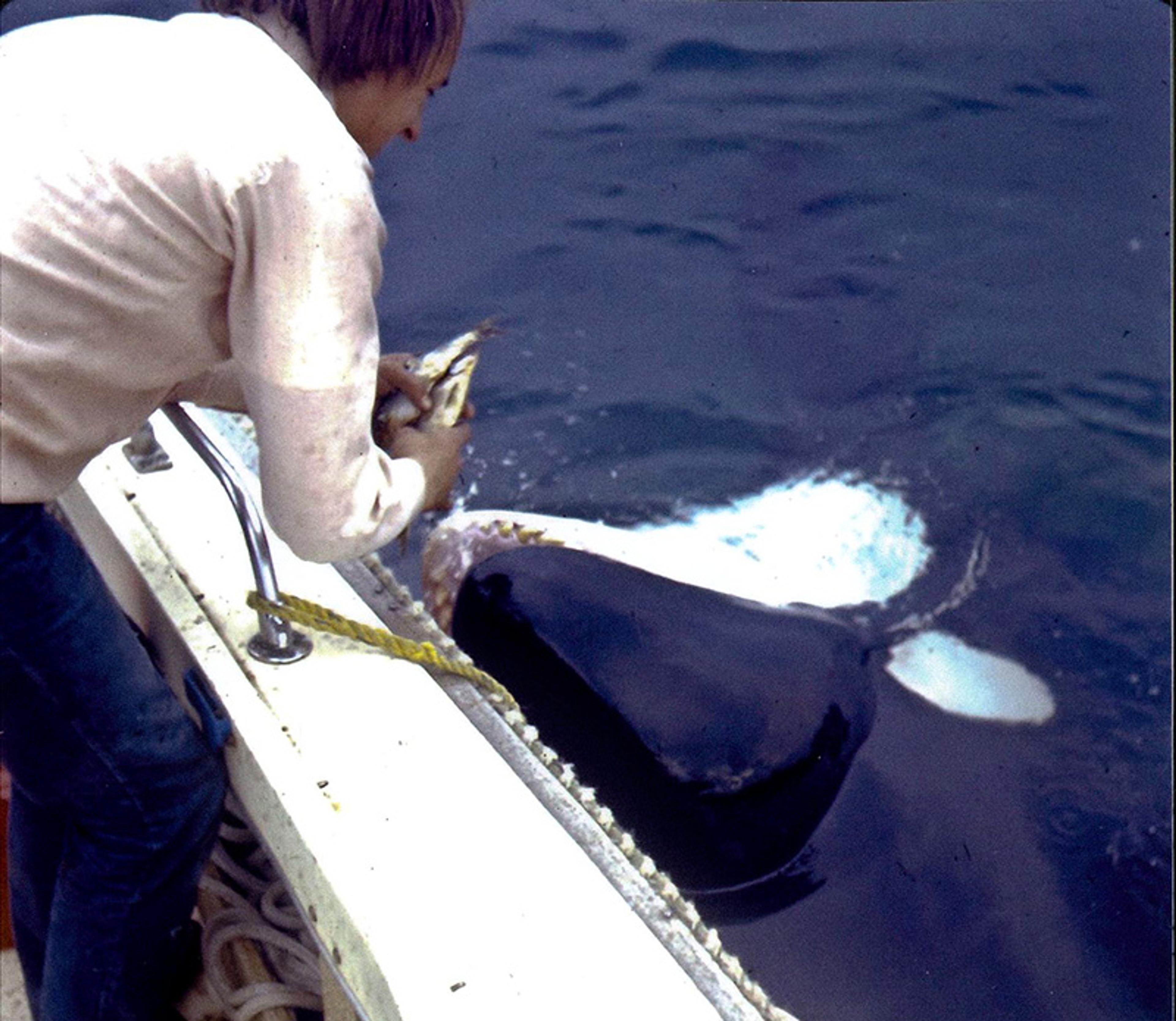 A person on a boat feeding an orca in the water.