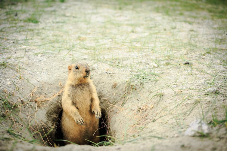 marmot standing on hind legs at the opening of its burrow hole