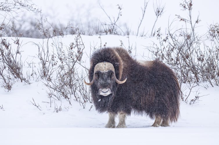 An animals with a thick, shaggy coat, standing in a snow-covered landscape.