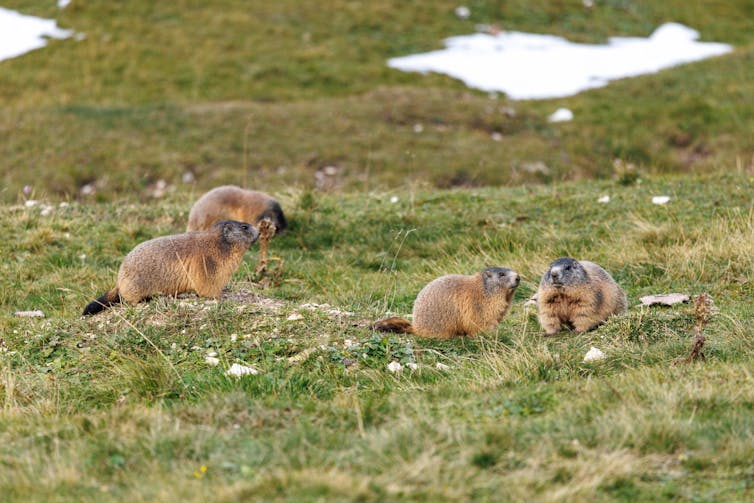 family of marmots on grass with a few snow patches