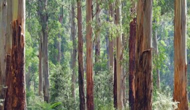 Victoria’s mountain ash forests naturally thin their trees. So why do it with machines?