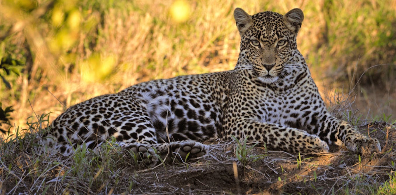 Leopards adapted to South Africa’s Cape so successfully that they’re genetically unique – study