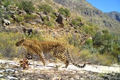 A female leopard walking through a mountainous area.