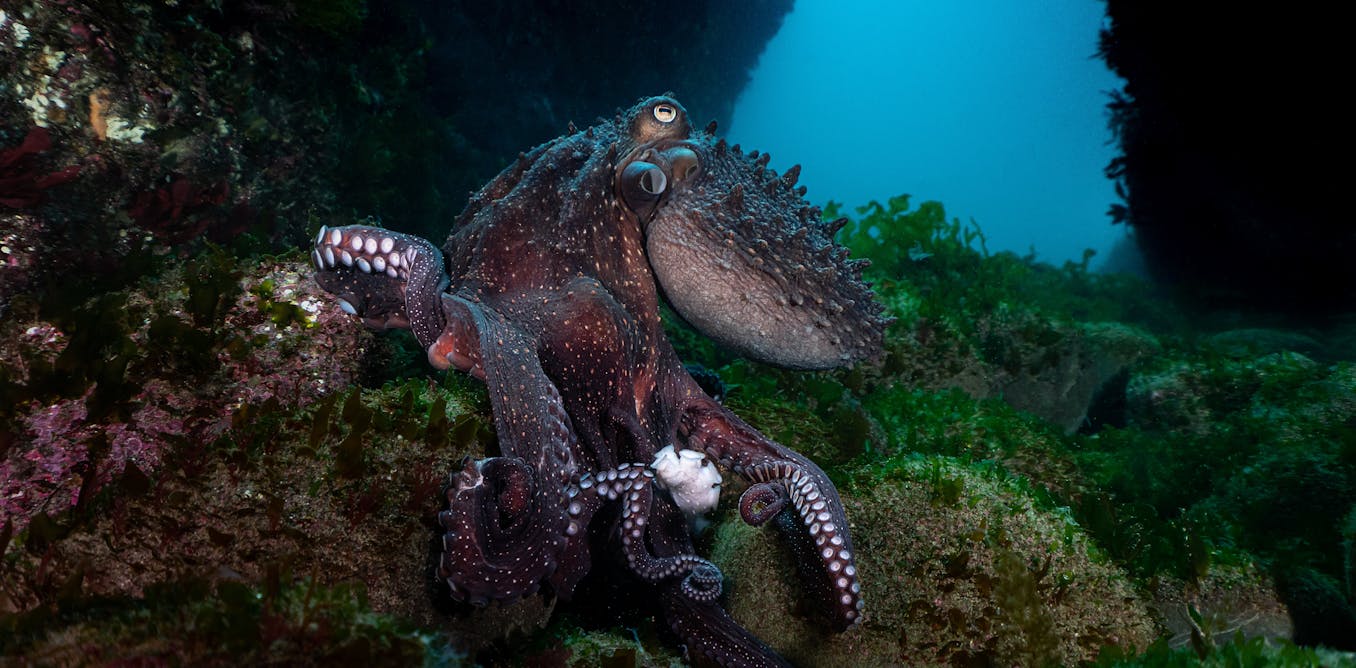 Beyond the beaches, Wellington’s catastrophic sewage spill could be bad news for coastal ecosystems