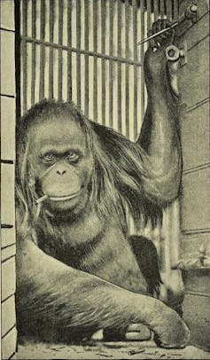 historic photo of an orang-utan in a zoo smoking a cigarette while looking at the camera.