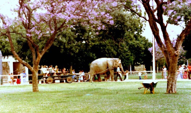 zoo elephant pulling a cart, historic photo showing green field and jacarandas in foreground.