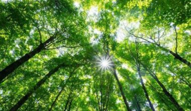 Light reflecting on leaves may help identify dying forests