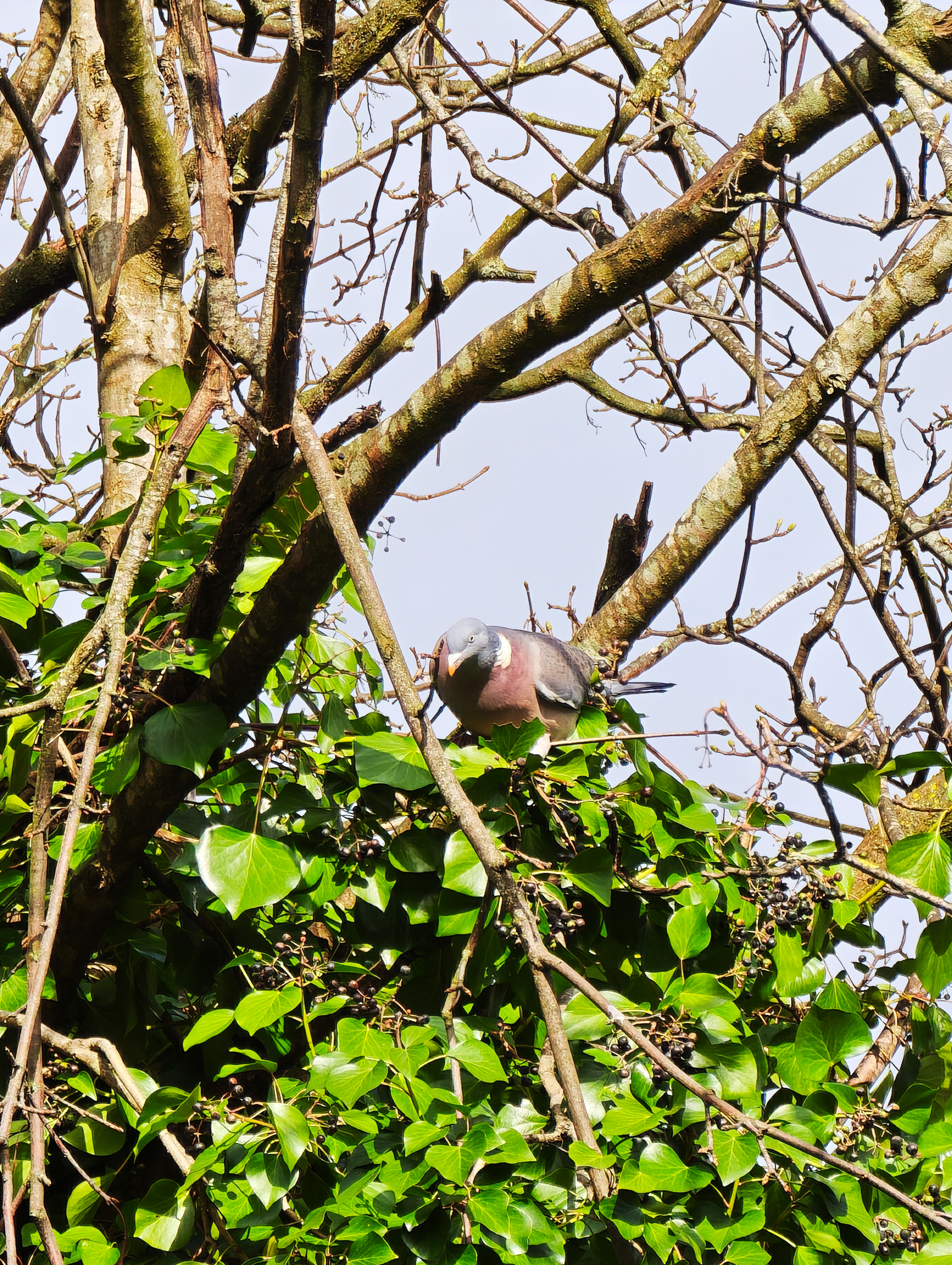 A photo taken on a Leica Leitzphone 200MP smartphone camera