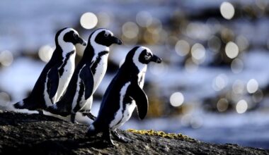 Africa’s only penguin species is starving: Is there still hope?