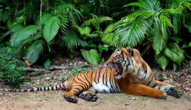 How a royal tiger reserve is protecting the last of Malaysia’s big cats