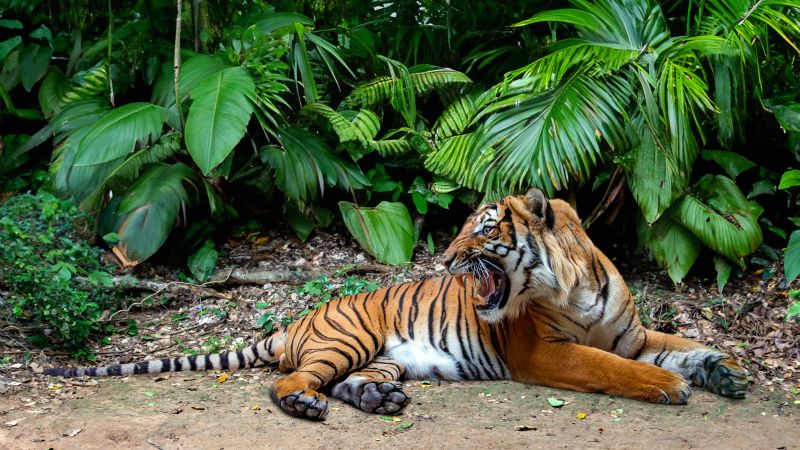 How a royal tiger reserve is protecting the last of Malaysia’s big cats