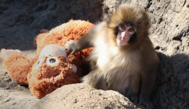 Everybody loves Punch the baby monkey. Would you actually do the hard work needed to help him?