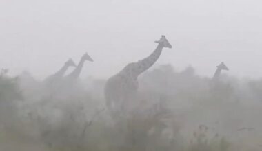 Viral video of giraffes in rainstorm stuns millions: 'They are so innocent'