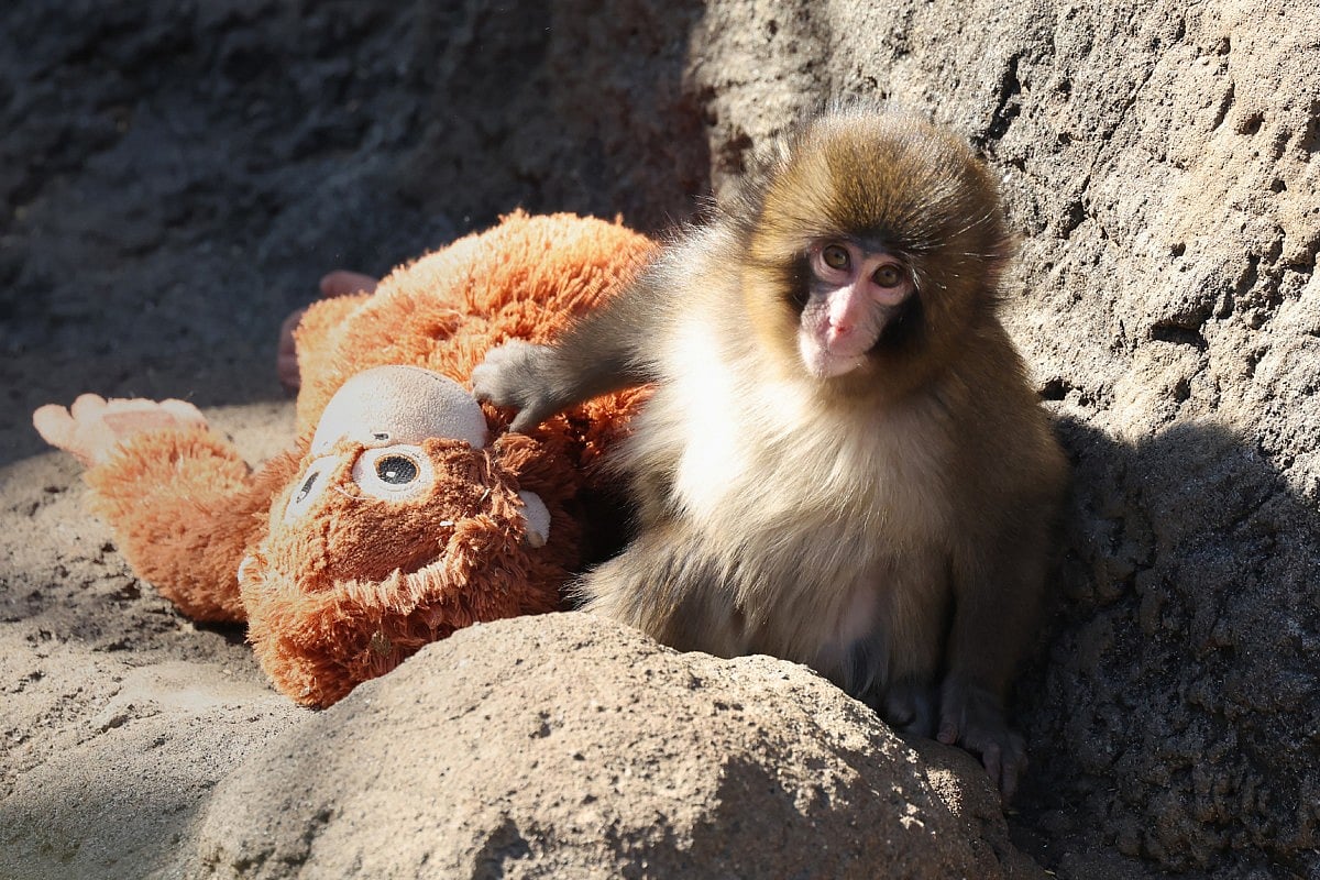 Google 'Punch the Monkey': How the internet celebrates the viral Macaque - Gulf News