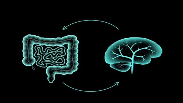 Gut-Brain Link Offers New ALS and FTD Treatment Path