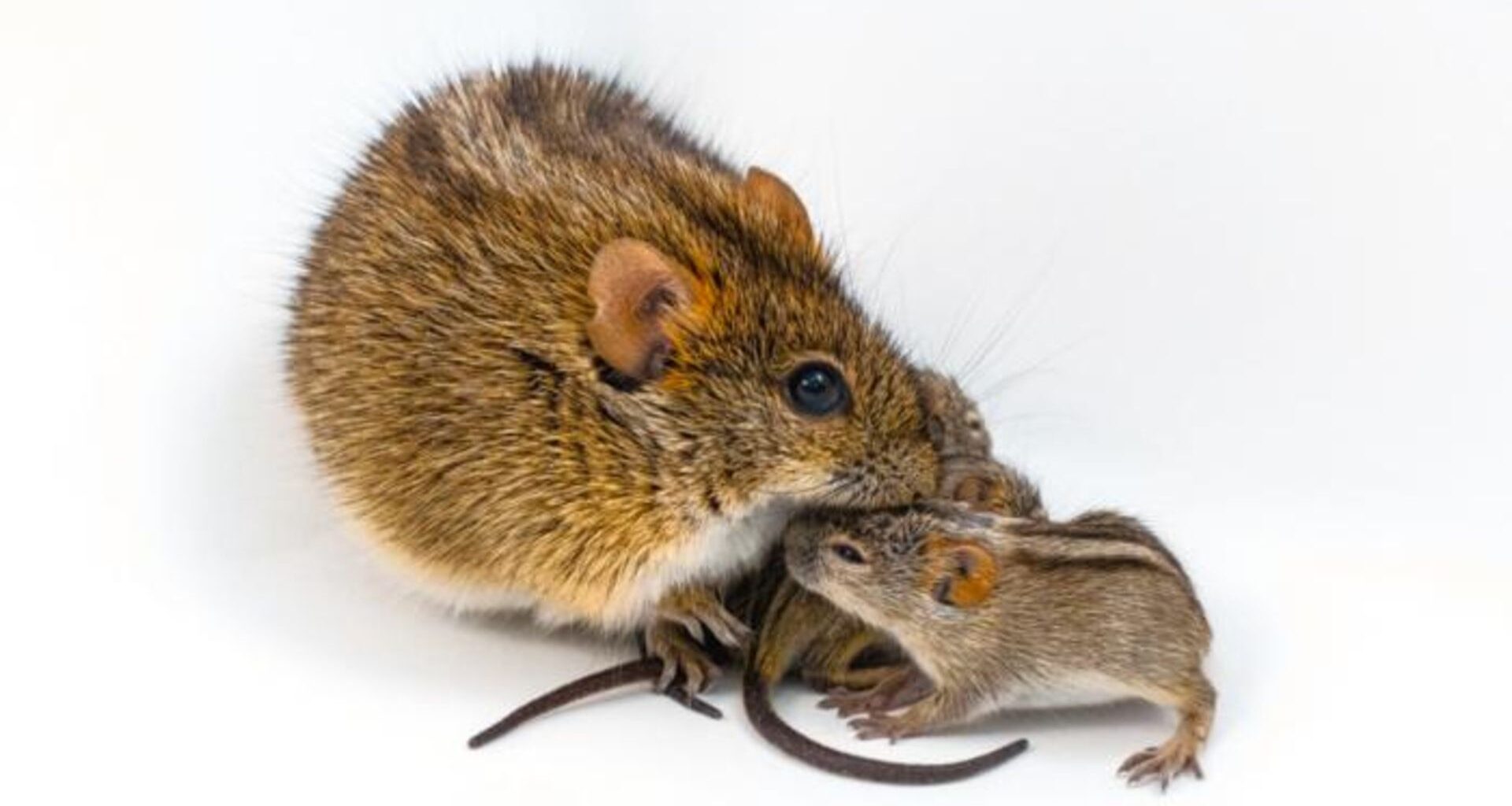 One large brown and black striped mouse huddles next to two smaller brown and black striped mice against a white background