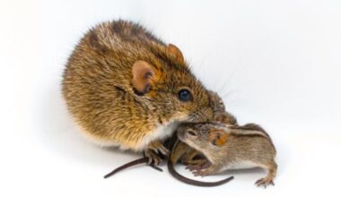 One large brown and black striped mouse huddles next to two smaller brown and black striped mice against a white background