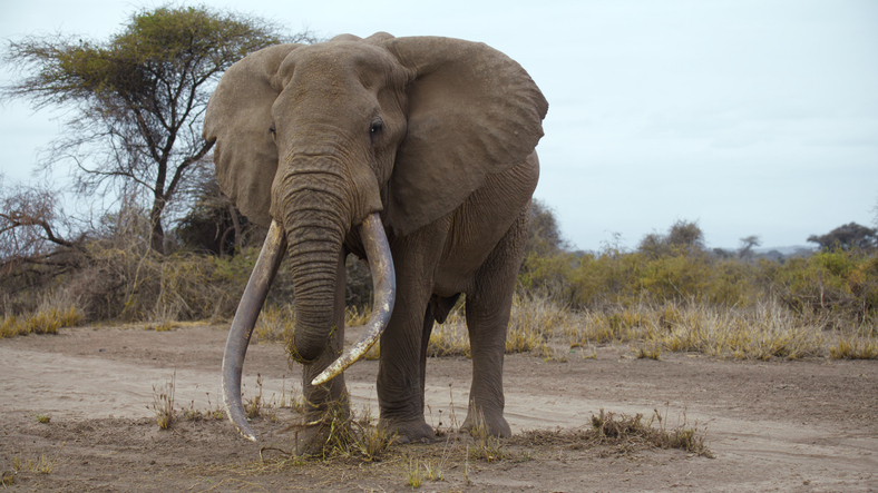 The hard work of elephant conservation is paying off