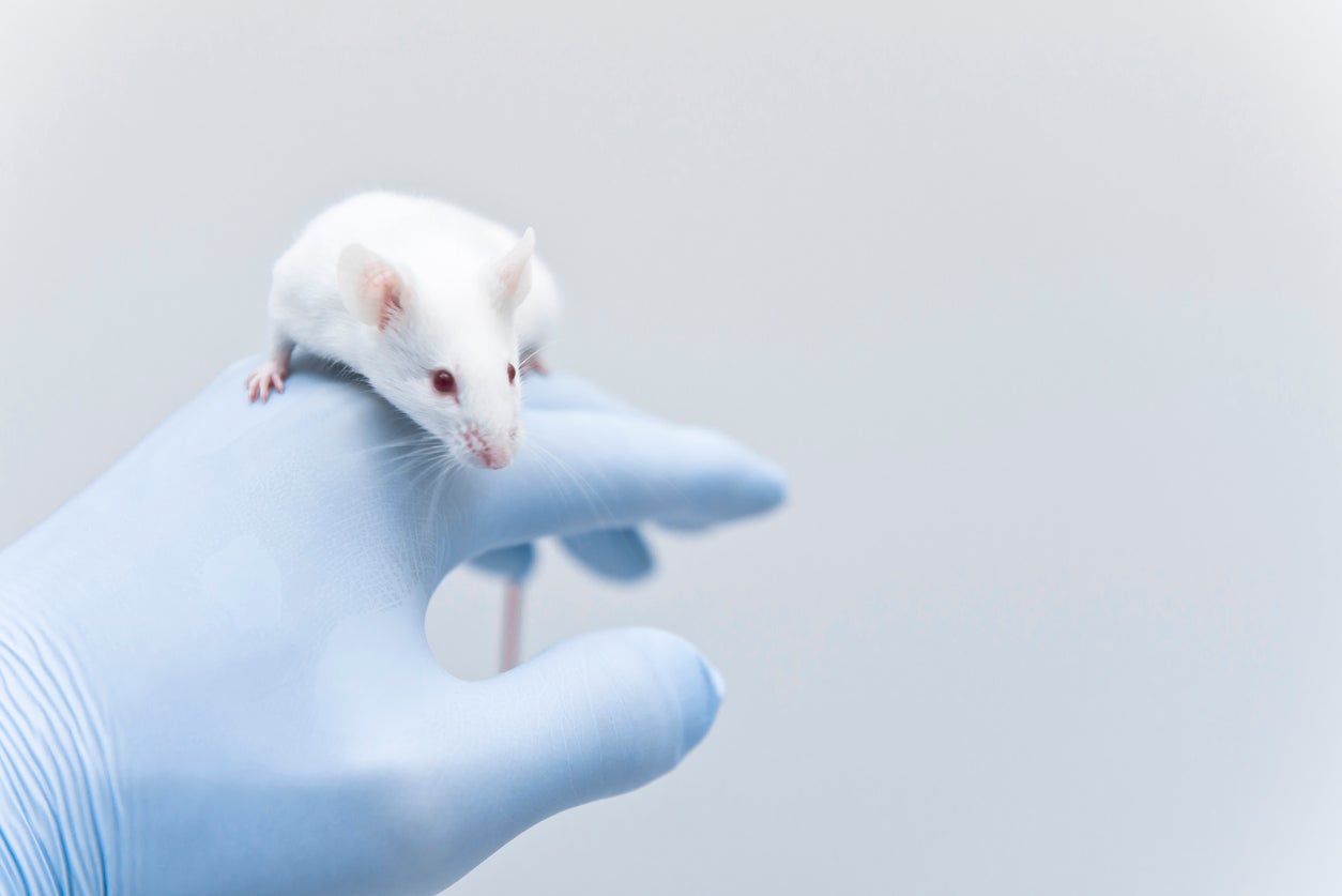 A study into the behaviour of mice found they have a ‘parenting hub’ in their brain