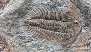 A trilobite fossil. Image credit: Elizabeth Bailey / University of Texas at San Antonio.