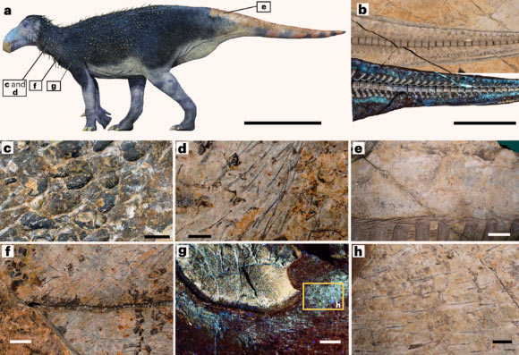 Preserved integumentary structures in the holotype of Haolong dongi. Image credit: Huang et al., doi: 10.1038/s41559-025-02960-9.