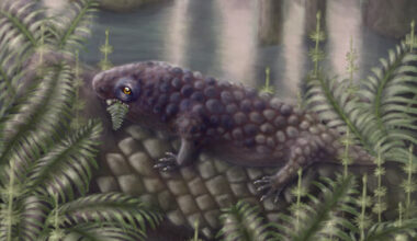 Life reconstruction of Tyrannoroter heberti. Image credit: Hannah Fredd.