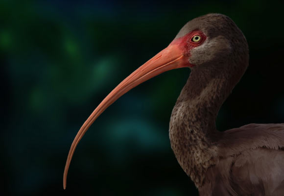 Apteribis. Image credit: Sarah Citron, University of Lethbridge.