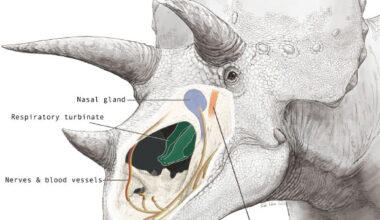 Triceratops’ nasal cavity. Image credit: K. Sakane.