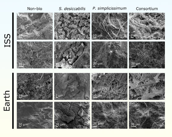 Scanning electron microscopy (SEM) images of the L-chondrite fragments in the two gravity conditions. Image credit: Santomartino et al., doi: 10.1038/s41526-026-00567-3.