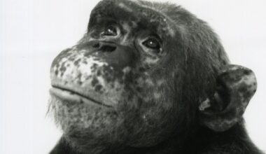 Chimpanzees astonished the world by learning sign language. Now only two are left.