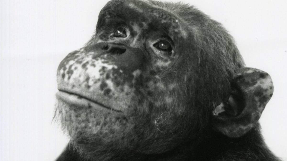 Chimpanzees astonished the world by learning sign language. Now only two are left.