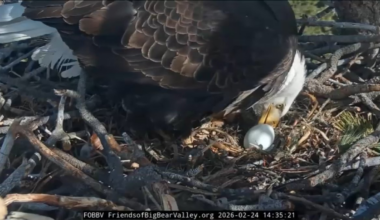 After losing eggs to ravens, Big Bear Valley’s bald eagle couple welcome a new egg – NBC Los Angeles