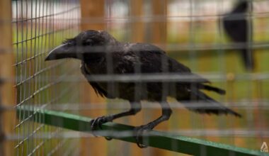 Crow shooting to resume in Singapore as attacks swell