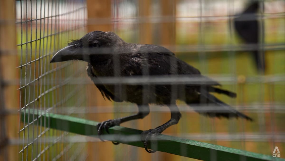 Crow shooting to resume in Singapore as attacks swell