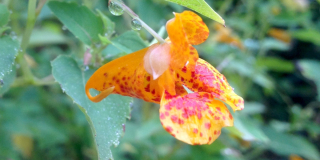 Plants Keep Genetic Memory of Past Crashes: Study