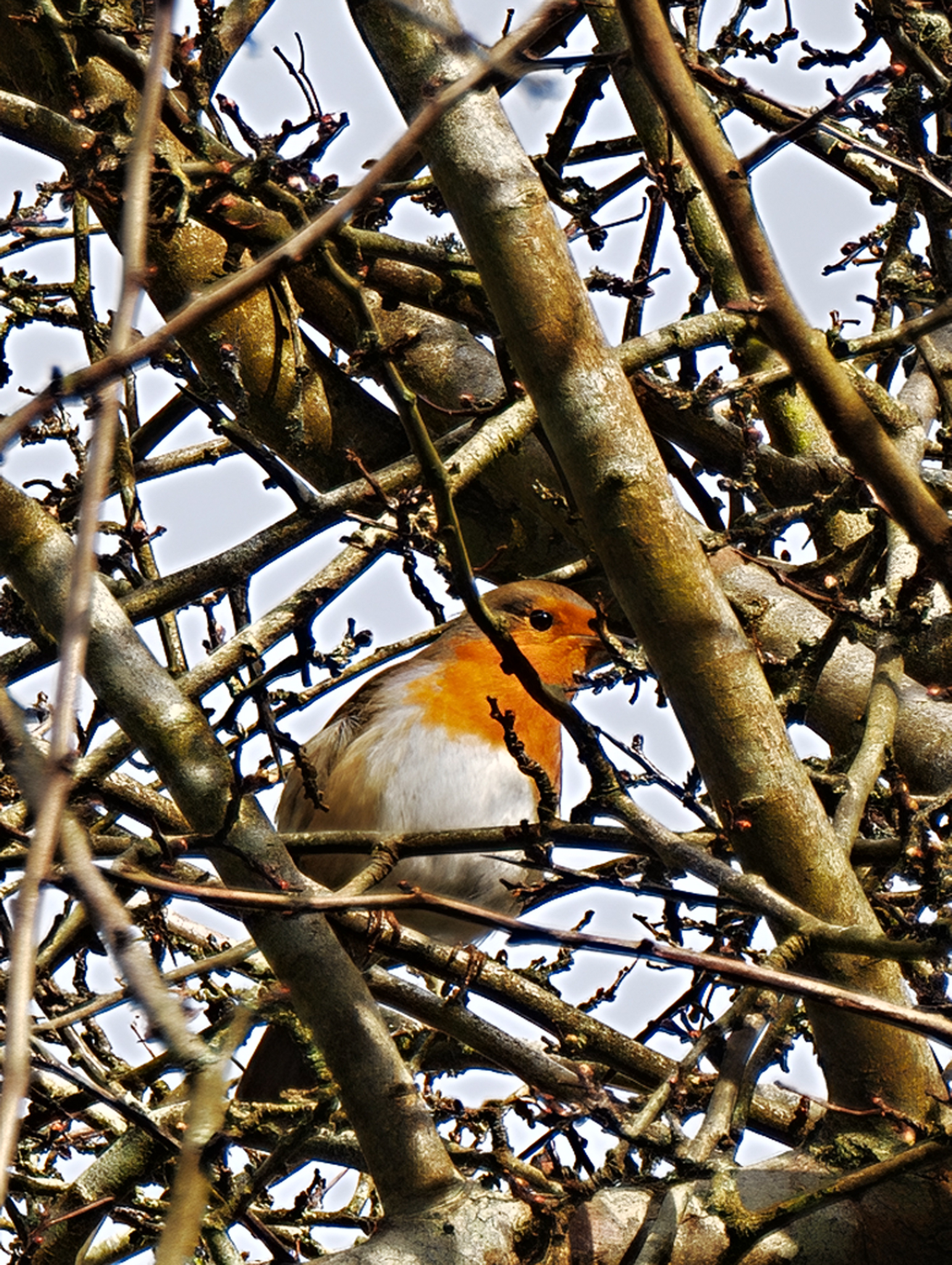 A photo taken on a Leica Leitzphone 200MP smartphone camera