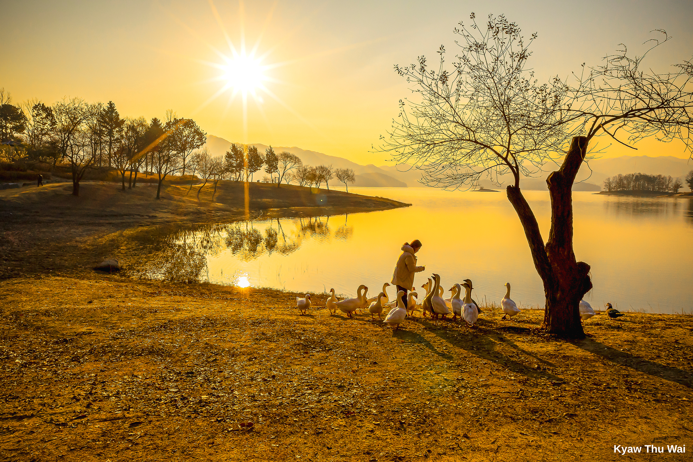 A person stands near a lake at sunset, surrounded by geese, with a glowing sun reflecting on the water and silhouetted trees