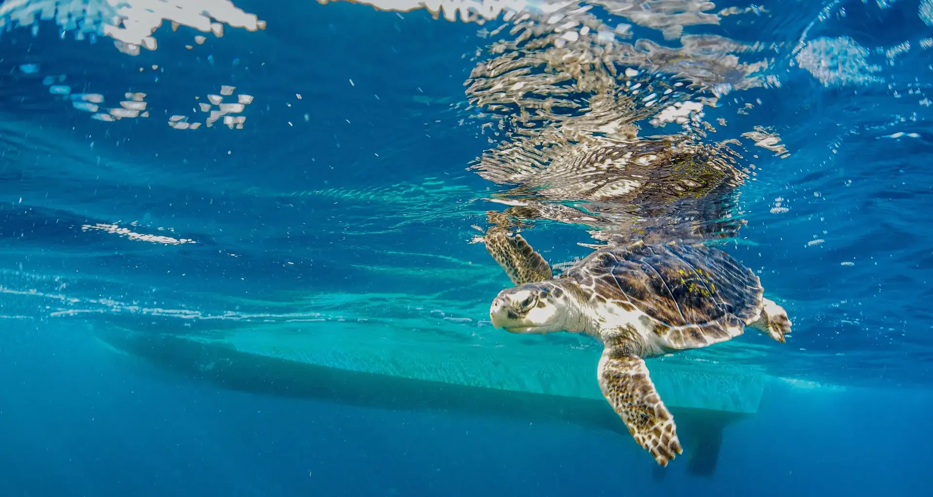 Endangered sea turtles hear ship noise loud and clear