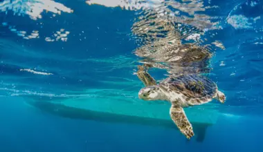 Endangered sea turtles hear ship noise loud and clear