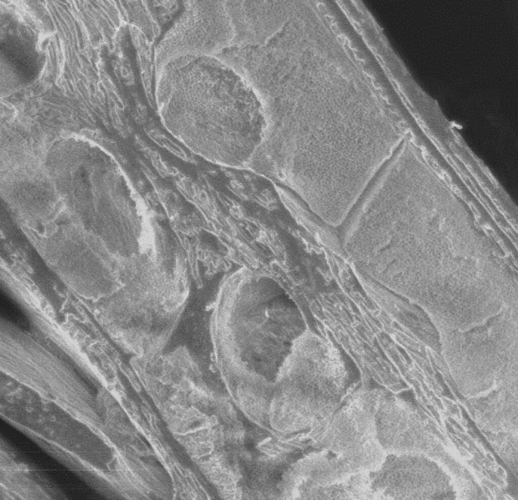 A scanning electron microscopy image of Kingfisher feathers reveals the semi-ordered nanostructure