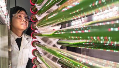 Lab-made algae gets microplastics out of water