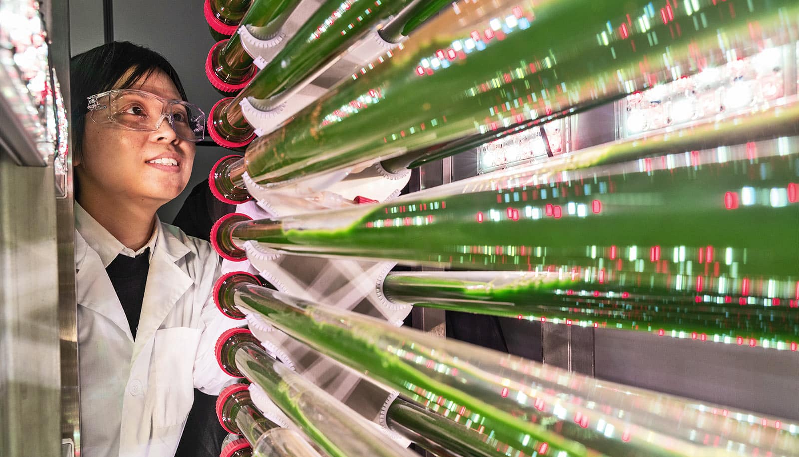 Lab-made algae gets microplastics out of water