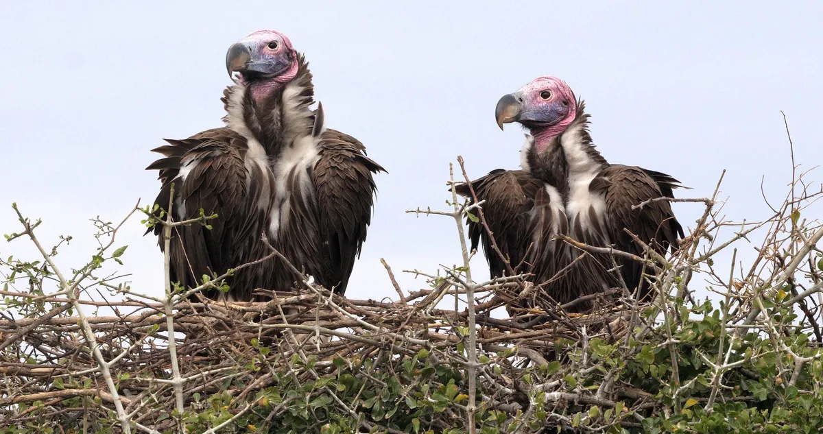Lappet Faced Vulture - bird of prey 