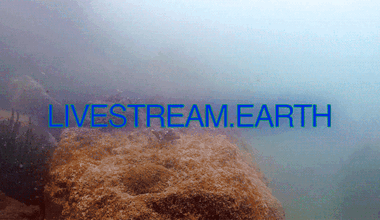 Inside Mark Dorf’s digital vivariums and infinite livestreams