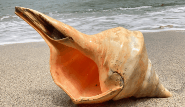 Meet The World’s Largest Snail A Gigantic, Almost One Meter Long Australian Trumpet!