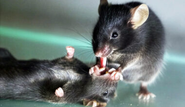 Study finds mice perform 'first aid' when their friends are in distress