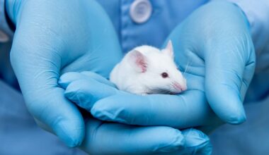 Gut bacteria protect mice against post-flu pneumonia