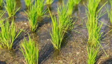 Soil microbes that run on electricity may recycle carbon dioxide