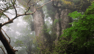 Misidentified Creature Found In Guyana Turns Out To Be New Species