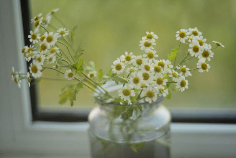A glass jar holds delicate white and yellow chamomile flowers on a window sill, with a soft green background visible through the window.